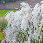 Miscanthus sinensis Memory Miskant chiński