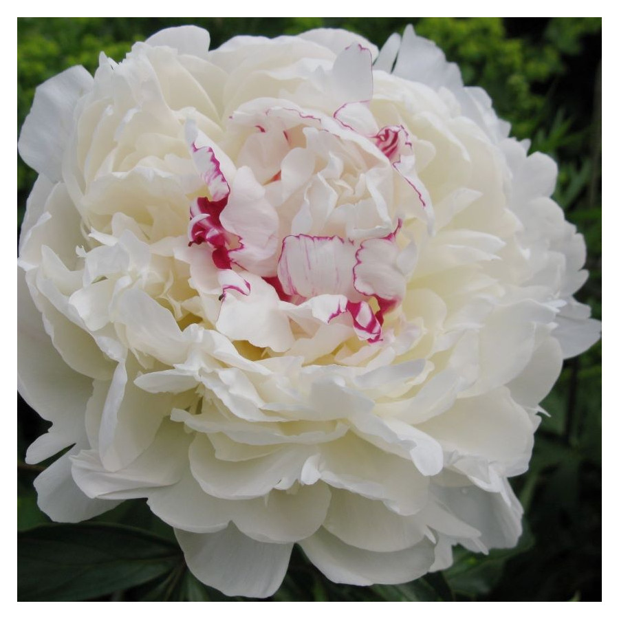 Paeonia lactiflora Avalanche Piwonia
