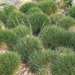 Festuca scoparia Pic Carlit Kostrzewa Gautiera
