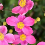 Anemone x hybrida Summer Breeze Picotee Zawilec japoński- Rośliny od Ogrodnika Szkółka Barcikowscy