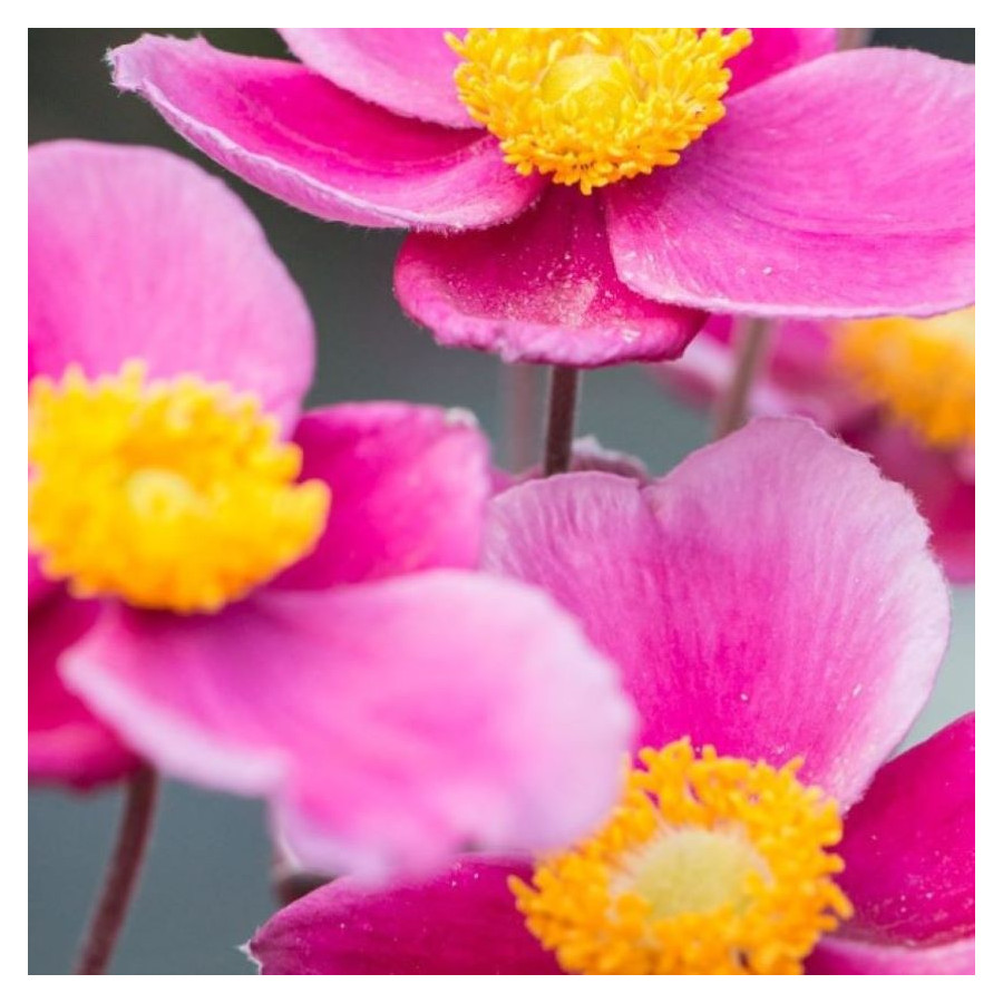 Anemone x hybrida Summer Breeze Picotee Zawilec japoński- Rośliny od Ogrodnika Szkółka Barcikowscy