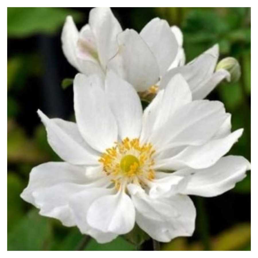Anemone japonica Whirlwind Zawilec japoński-Rośliny od Ogrodnika Szkółka Barcikowscy