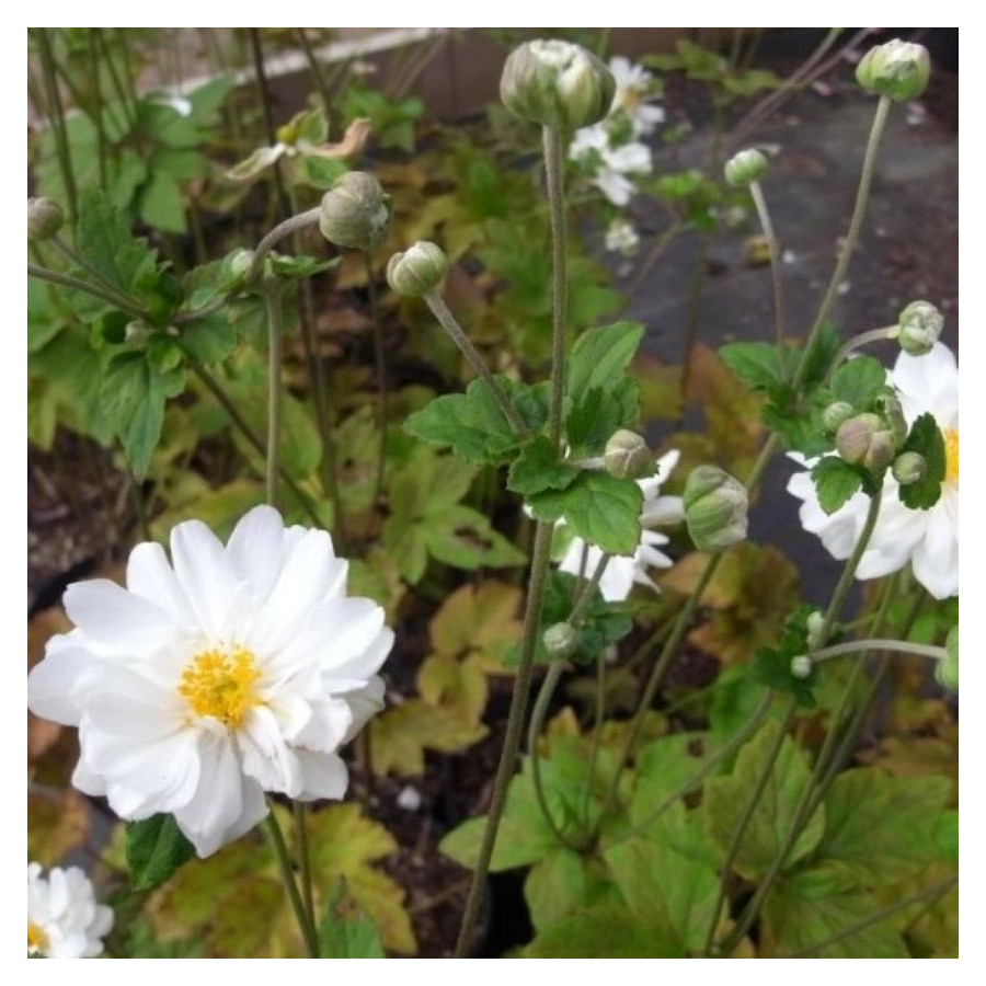 Anemone japonica Whirlwind Zawilec japoński-Rośliny od Ogrodnika Szkółka Barcikowscy