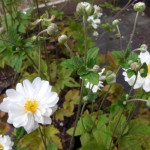 Anemone japonica Whirlwind Zawilec japoński-Rośliny od Ogrodnika Szkółka Barcikowscy