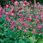 Anemone japonica Margarete Zawilec japoński