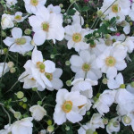 Anemone japonica Honorine Jobert Zawilec japoński