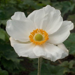 Anemone japonica Andrea Atkinson Zawilec japoński