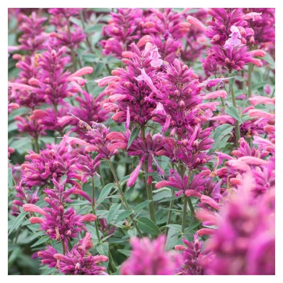Agastache rugosa Rosie Posie Kłosowiec
