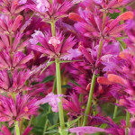 Agastache rugosa Rosie Posie Kłosowiec