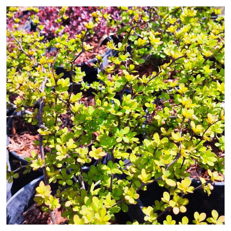 Berberis Thunbergii Golden Horizon Berberys