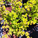 Berberis Thunbergii Golden Horizon Berberys