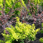 Berberis Thunbergii Golden Horizon Berberys