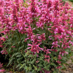 Agastache mexicana Red Fortune Kłosowiec meksykański