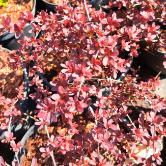 Berberis Thunbergii Orange...