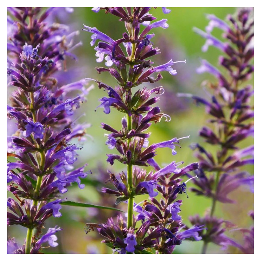 Agastache hybrida Purple Haze Kłosowiec- Rośliny od Ogrodnika Szkółka Barcikowscy