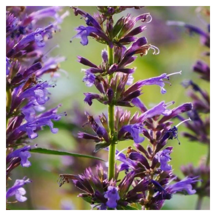 Agastache hybrida Purple Haze Kłosowiec- Rośliny od Ogrodnika Szkółka Barcikowscy