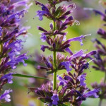 Agastache hybrida Purple Haze Kłosowiec- Rośliny od Ogrodnika Szkółka Barcikowscy