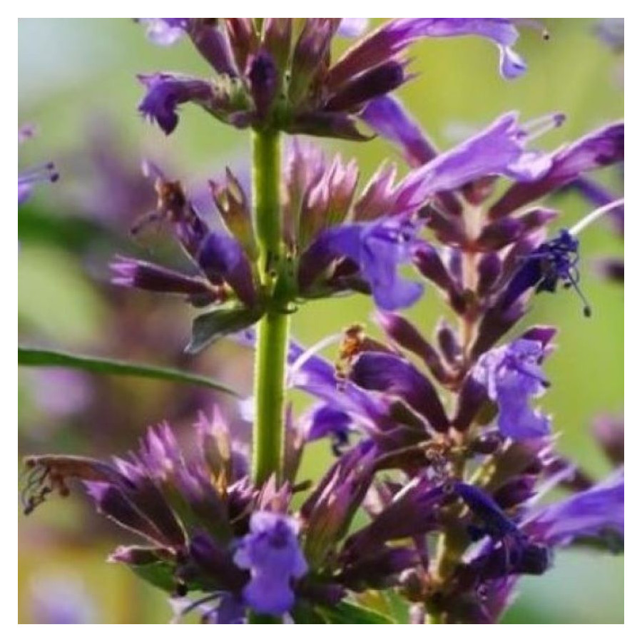 Agastache hybrida Purple Haze Kłosowiec- Rośliny od Ogrodnika Szkółka Barcikowscy