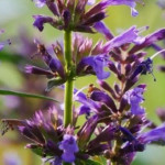 Agastache hybrida Purple Haze Kłosowiec- Rośliny od Ogrodnika Szkółka Barcikowscy