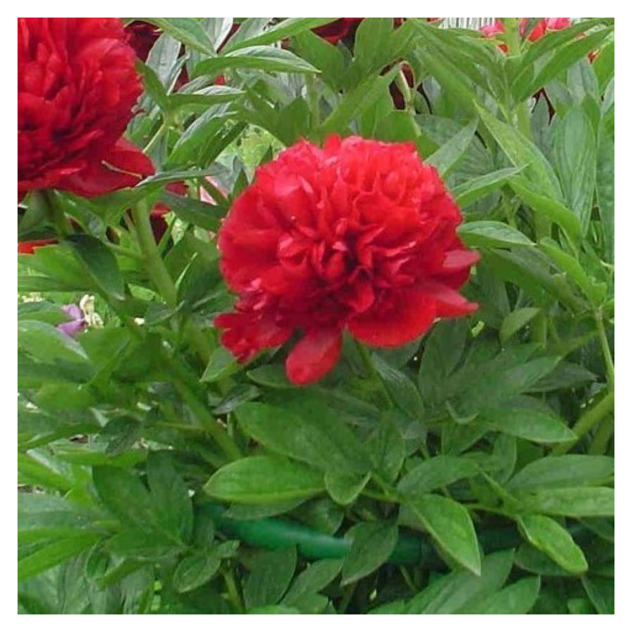 Paeonia lactiflora Red Velvet Piwonia- Rośliny od Ogrodnika Szkółka Barcikowscy