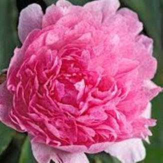 Paeonia lactiflora...