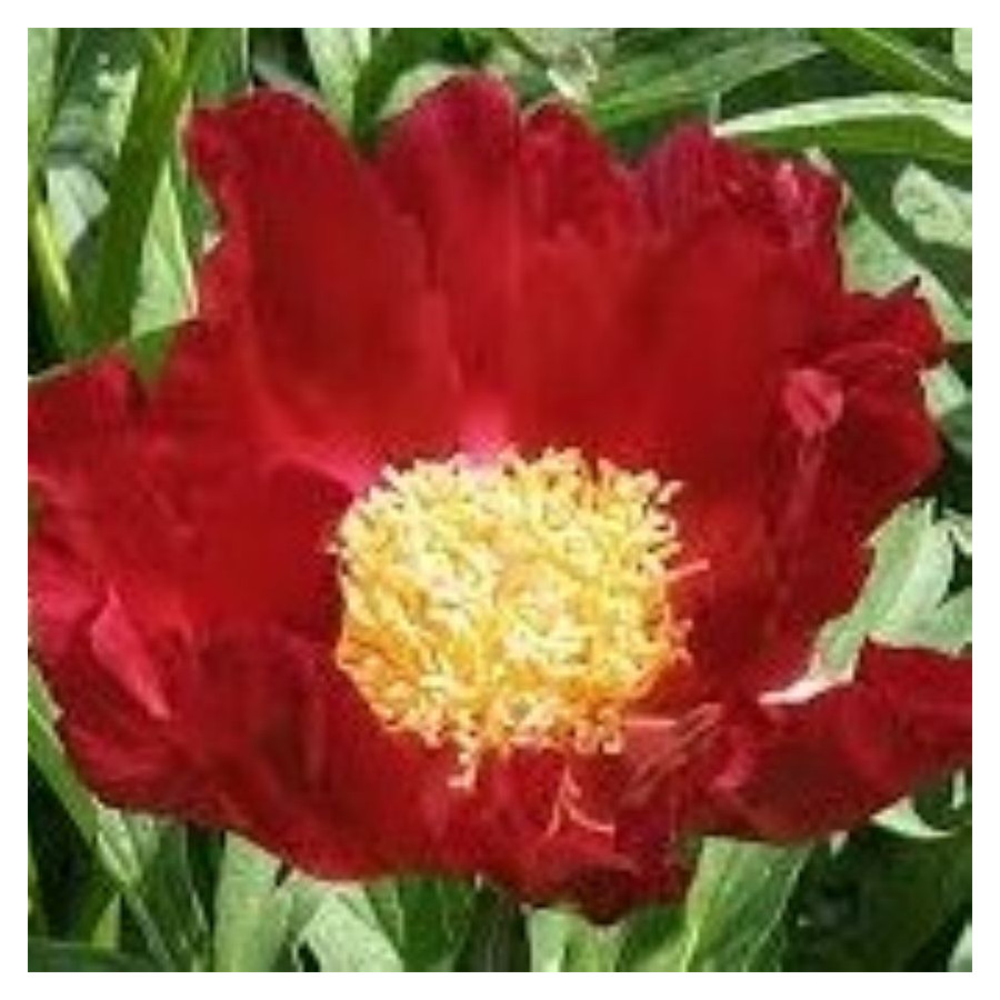 Paeonia lactiflora Mahogany Piwonia chińska