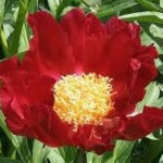 Paeonia lactiflora Mahogany Piwonia chińska