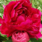 Paeonia lactiflora Mahogany Piwonia chińska