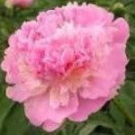 Paeonia lactiflora Margarete Klose Piwonia chińska