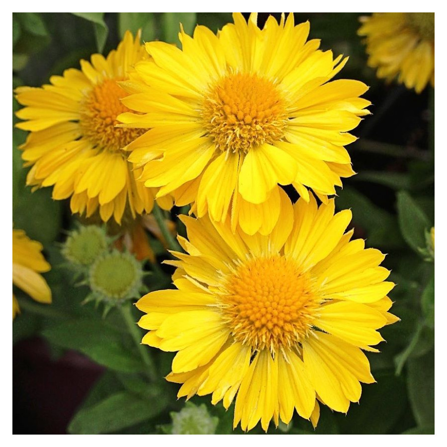 Gaillardia Mesa Yellow Gailardia