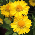 Gaillardia Mesa Yellow...