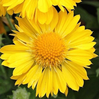 Gaillardia Mesa Yellow...