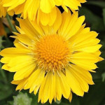 Gaillardia Mesa Yellow Gailardia
