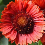 Gaillardia aristata Mesa Red Gailardia