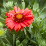 Gaillardia aristata Mesa Red Gailardia