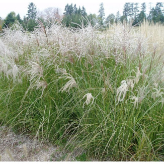 Miscanthus sinensis Sarabande Miskant chiński - Rośliny od Ogrodnika Szkółka Barcikowscy