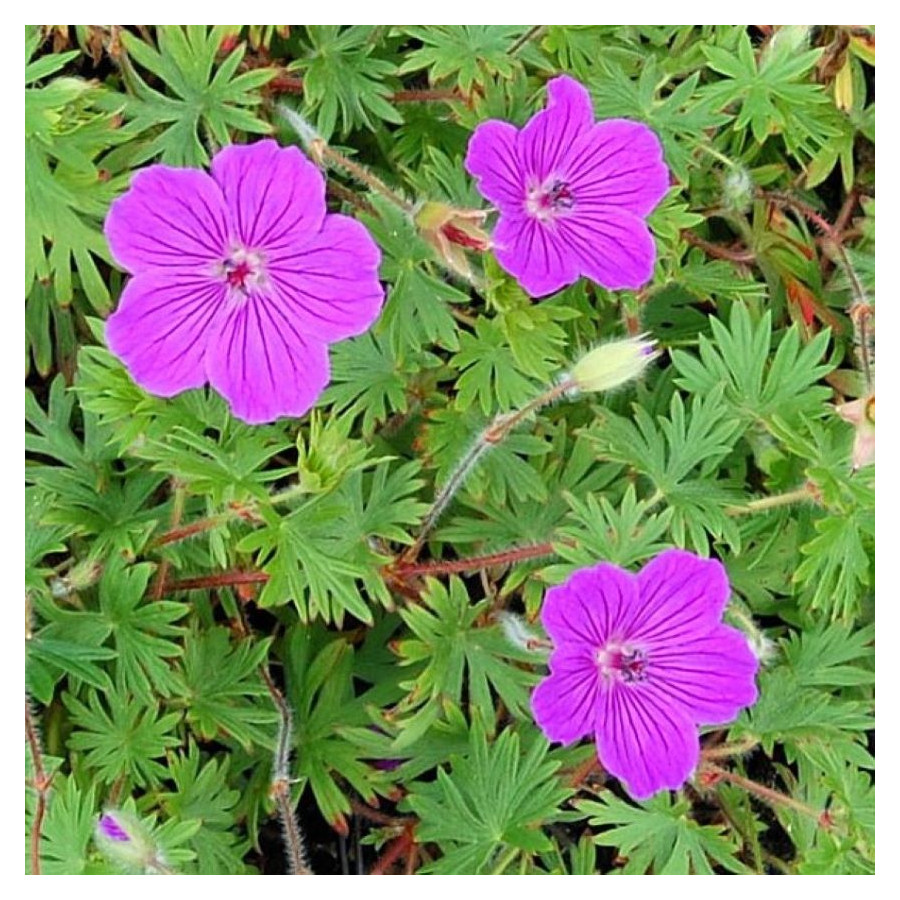Geranium sanguineum Tiny Monster Bodziszek czerwony- Rośliny od Ogrodnika Szkółka Barcikowscy