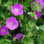 Geranium sanguineum Elsbeth Bodziszek czerwony