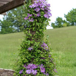 Clematis MIX Powojnik