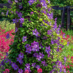 Clematis MIX Powojnik