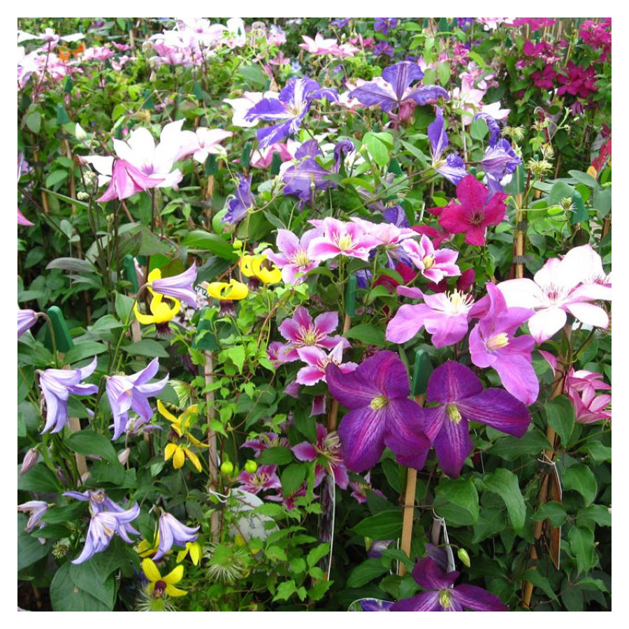 Clematis MIX Powojnik