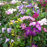 Clematis MIX Powojnik