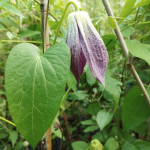 Clematis MIX Powojnik