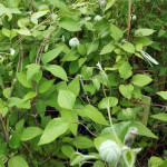 Clematis MIX Powojnik