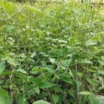 Clematis MIX Powojnik