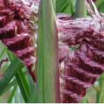 Miscanthus sinensis Boucle Miskant chiński-Rośliny od Ogrodnika Szkółka Barcikowscy