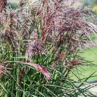 Miscanthus sinensis Boucle Miskant chiński-Rośliny od Ogrodnika Szkółka Barcikowscy