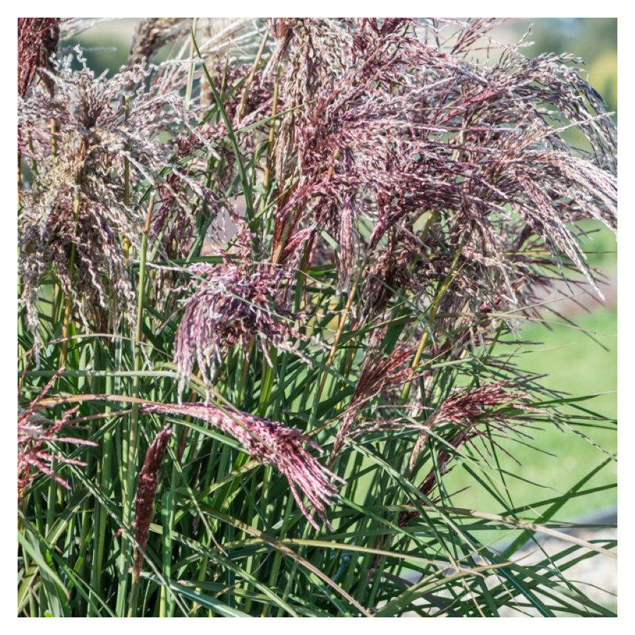 Miscanthus sinensis Boucle Miskant chiński-Rośliny od Ogrodnika Szkółka Barcikowscy