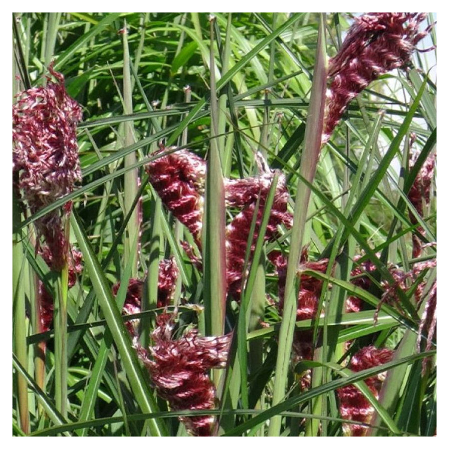 Miscanthus sinensis Boucle Miskant chiński-Rośliny od Ogrodnika Szkółka Barcikowscy