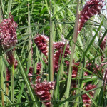 Miscanthus sinensis Boucle Miskant chiński-Rośliny od Ogrodnika Szkółka Barcikowscy
